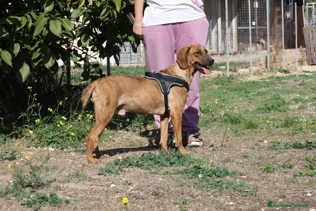 Meticcio cani in regalo: Giordan in adozione - Annuncio 2