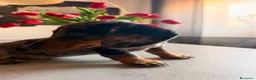 Bassotto cani in vendita: 2 Bassotti .uno arlecchino,e nero focato a Città metropolitana di Roma Capitale - Annuncio 6