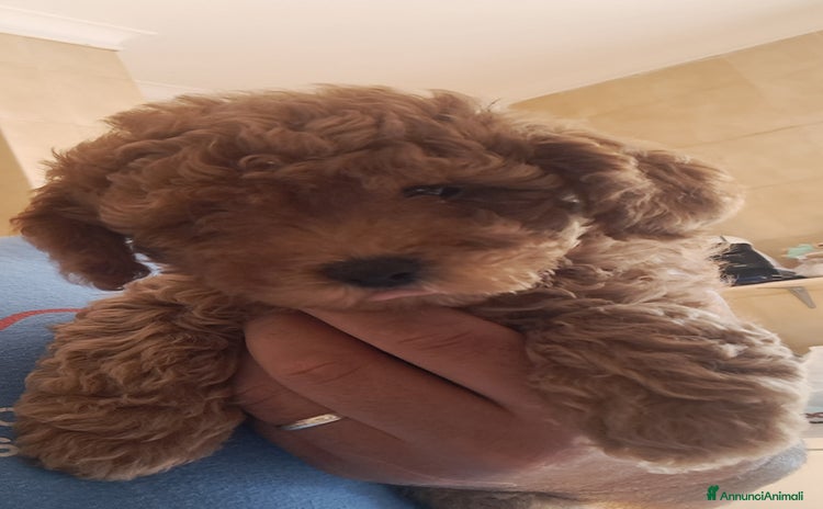 Barboncino Toy cani - Annuncio 10