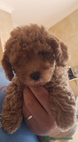 Barboncino Toy cani - Annuncio 10