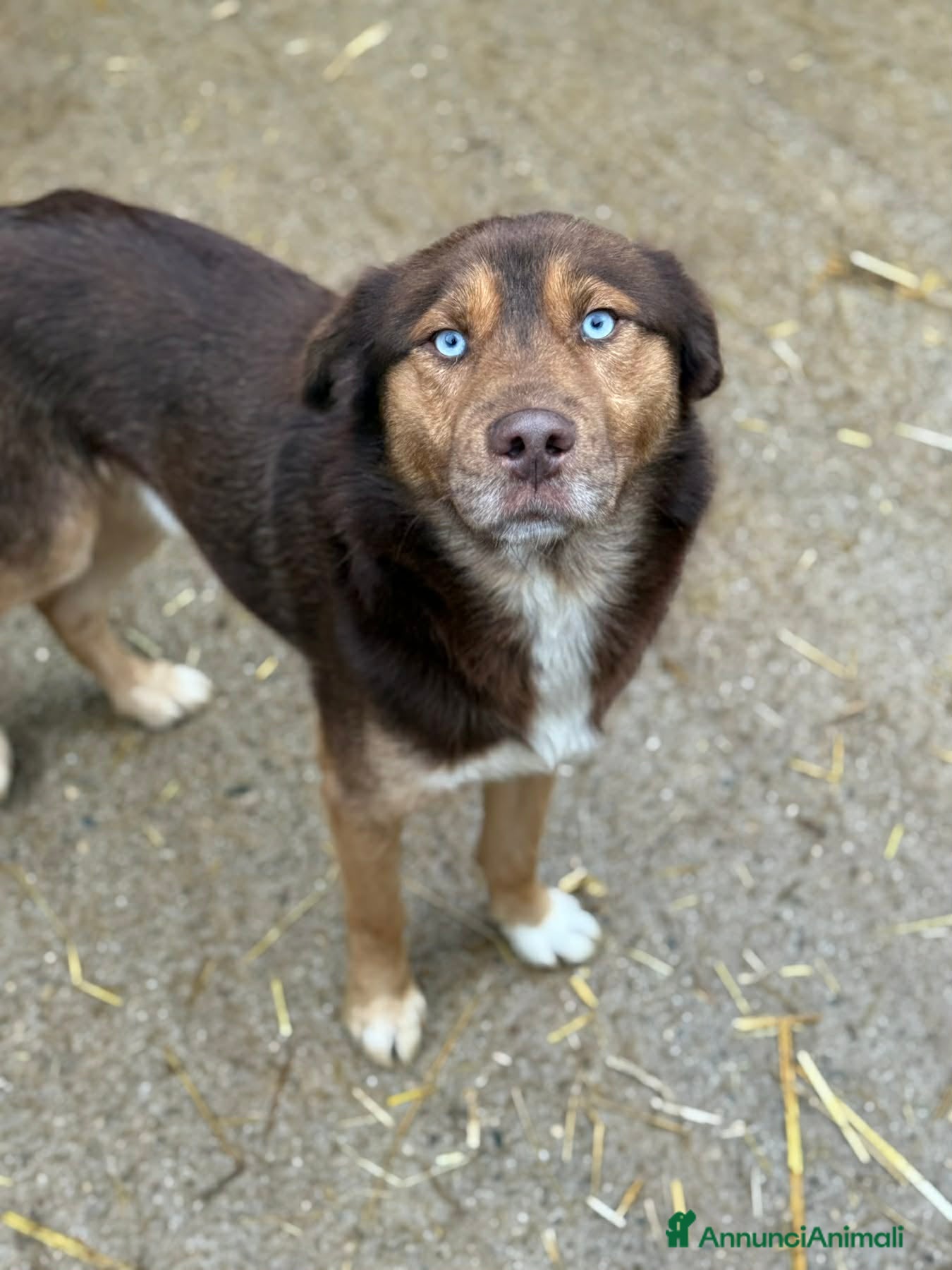 Meticcio cani AURON, dagli occhi più belli del mondo! - Annuncio 38