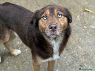 Meticcio cani AURON, dagli occhi più belli del mondo! - Annuncio 38