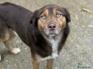 Meticcio cani AURON, dagli occhi più belli del mondo! - Annuncio 42