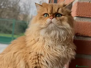 British gatti Mandarino George cerca fidanzata - Annuncio 1