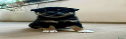 Shiba Inu cani in vendita: SPLENDIDI CUCCIOLI DI SHIBA INU - Annuncio 6