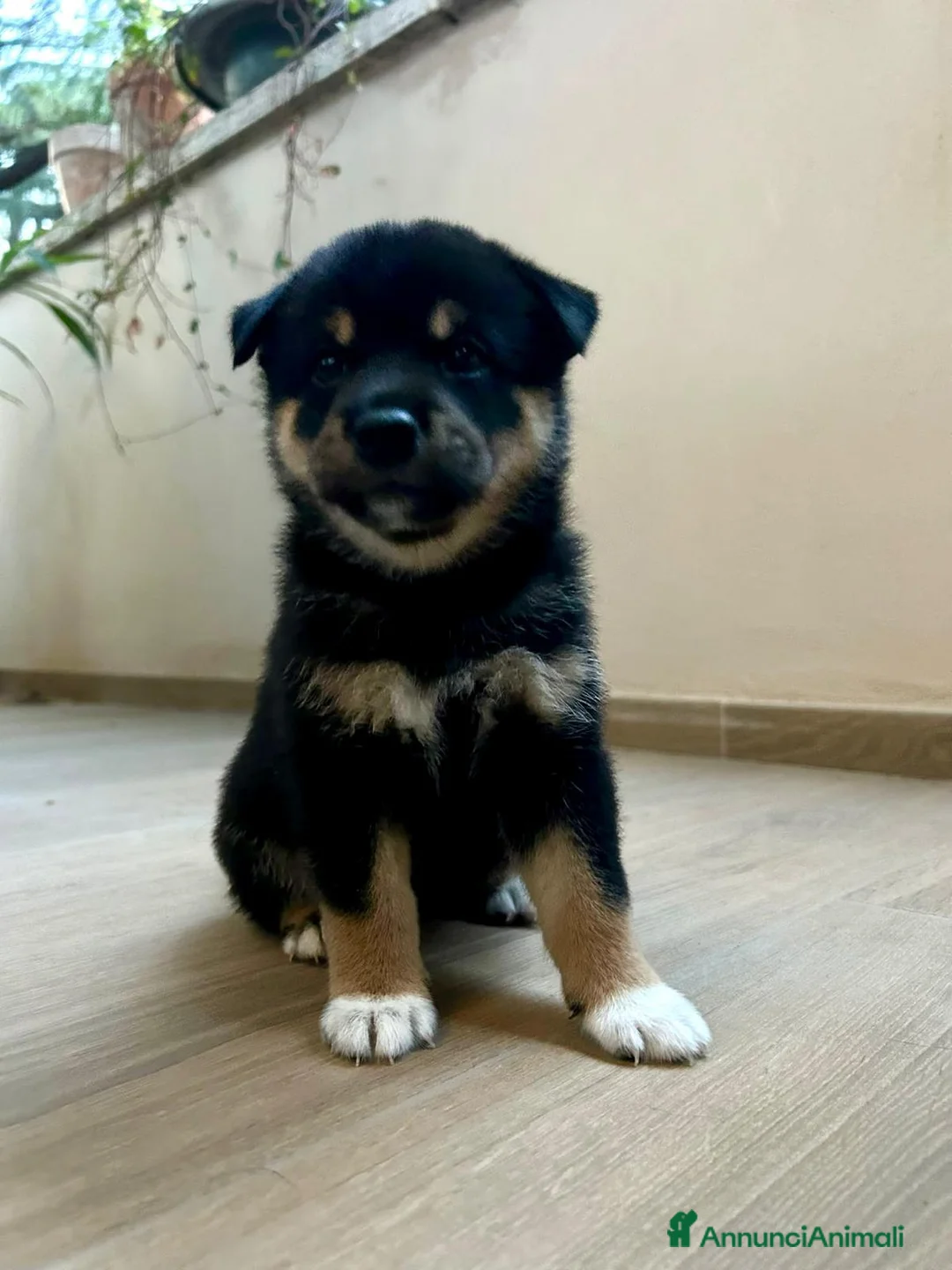 Shiba Inu cani in vendita: SPLENDIDI CUCCIOLI DI SHIBA INU - Annuncio 6