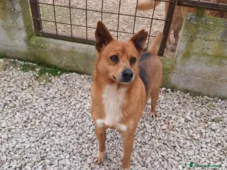 Meticcio cani Pingu 5 anni taglia piccola - Annuncio 22