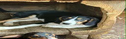 Meticcio cani in regalo: HULYA, mix di dolcezza e simpatia cerca famiglia! - Annuncio 3