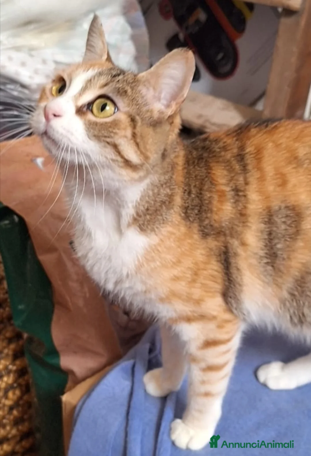 Europeo gatti in regalo: Maggie, abbandonata è pronta ad amare di nuovo  - Annuncio 1