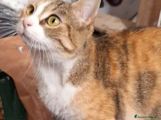 Europeo gatti Maggie, abbandonata è pronta ad amare di nuovo - Annuncio 42