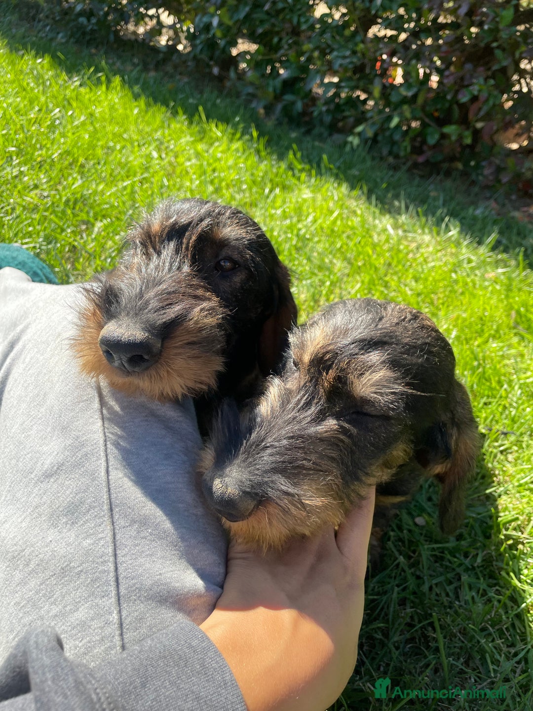 Bassotto cani in vendita: Cuccioli di bassotto a pelo duro - Annuncio 3