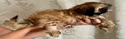 Shih Tzu cani in vendita: Cuccioli Shih Tzu pronti a settembre! - Annuncio 1