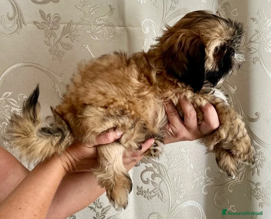 Shih Tzu cani in vendita: Cuccioli Shih Tzu pronti a settembre! - Annuncio 1