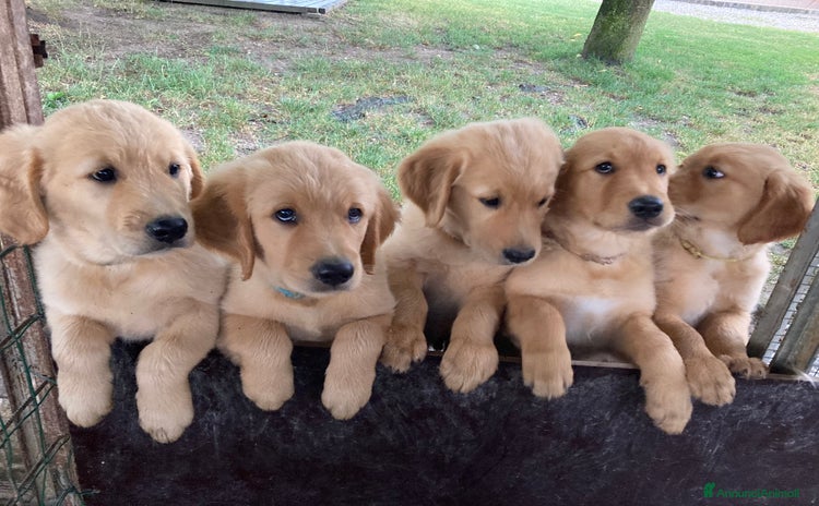 Golden Retriever cani a Provincia di Vicenza - Annuncio 1