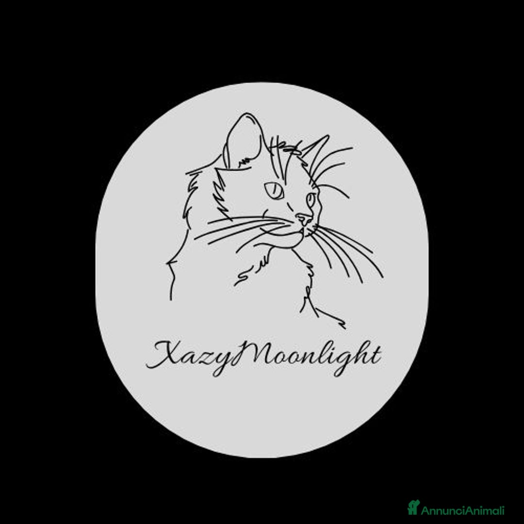 Immagine della galleria {{count}}