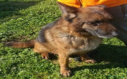 Pastore Tedesco cani in regalo: MIKE pastore tedesco educato e affettuoso a Provincia di Alessandria - Immagine 12