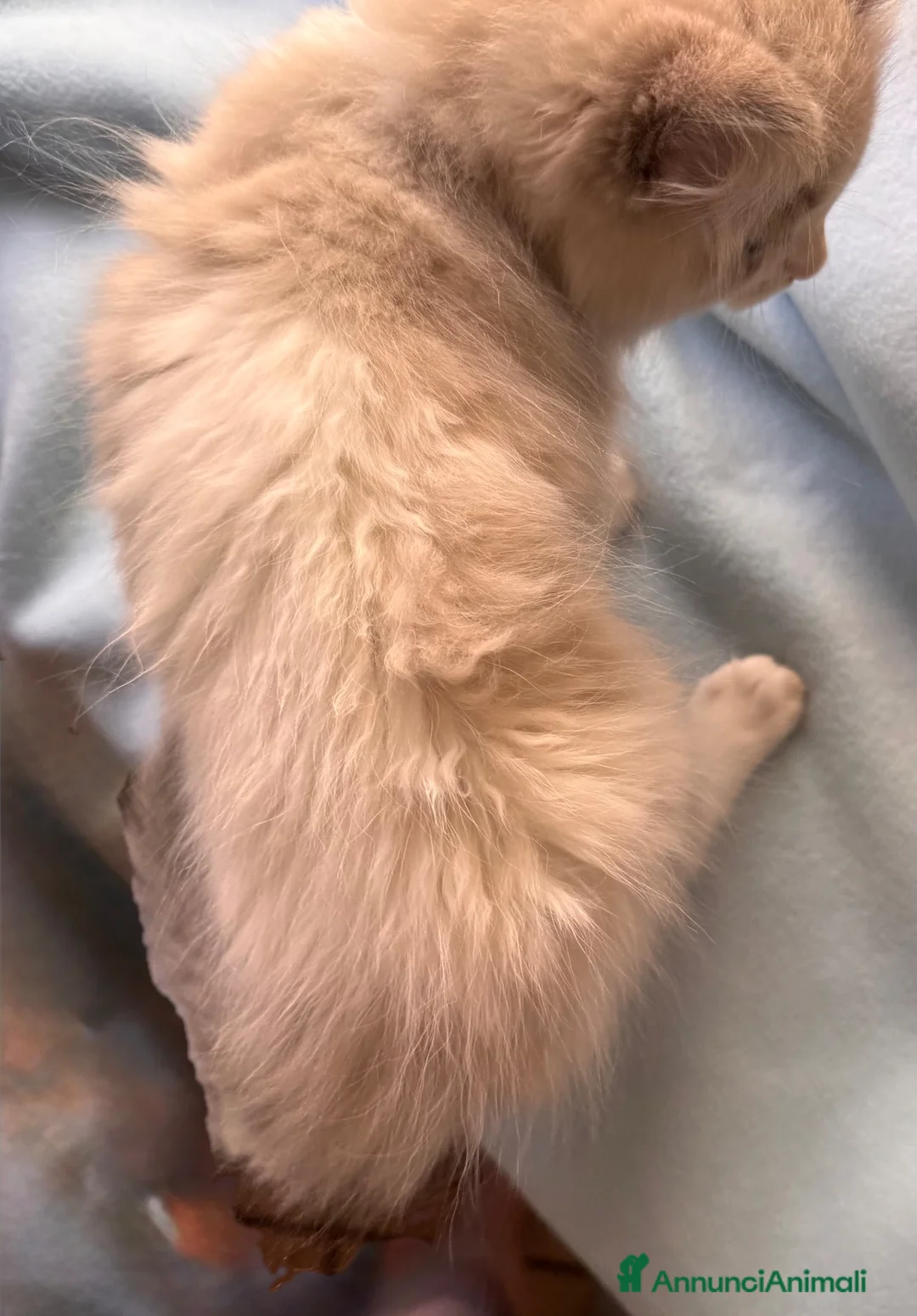 Ragdoll gatti in vendita: Ragdoll - Annuncio 2