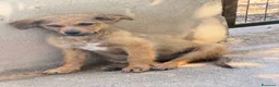Meticcio cani in regalo: Kelly a Provincia di Reggio Emilia - Annuncio 1