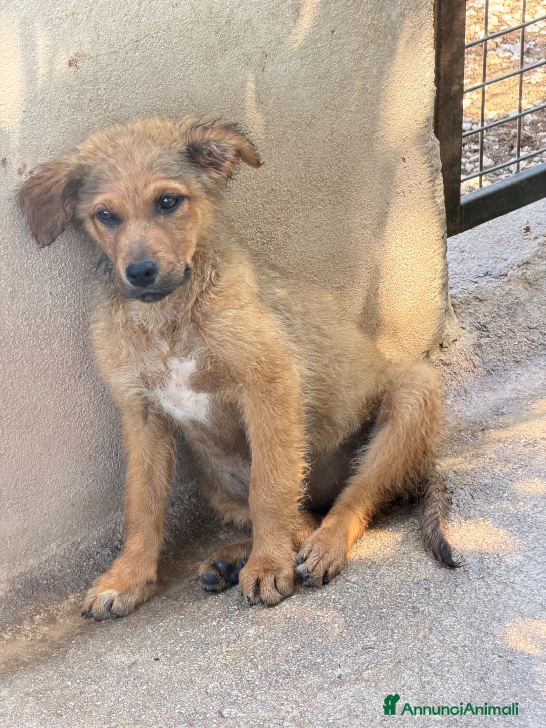 Meticcio cani in regalo: Kelly a Provincia di Reggio Emilia - Annuncio 1