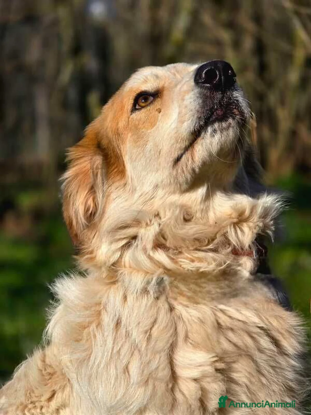 Meticcio cani in regalo: MIKY PERCHE' NESSUNO MI VUOLE? IN ADOZIONE - Annuncio 2