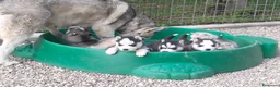 Husky cani in vendita: Cuccioli di siberian husky  - Annuncio 5