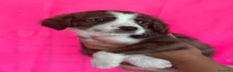 Meticcio cani in regalo: Cucciolo taglia medio piccola - Annuncio 4