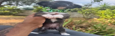 Chihuahua 4