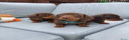 Bassotto cani in vendita: Bassotti nani  - Annuncio 1