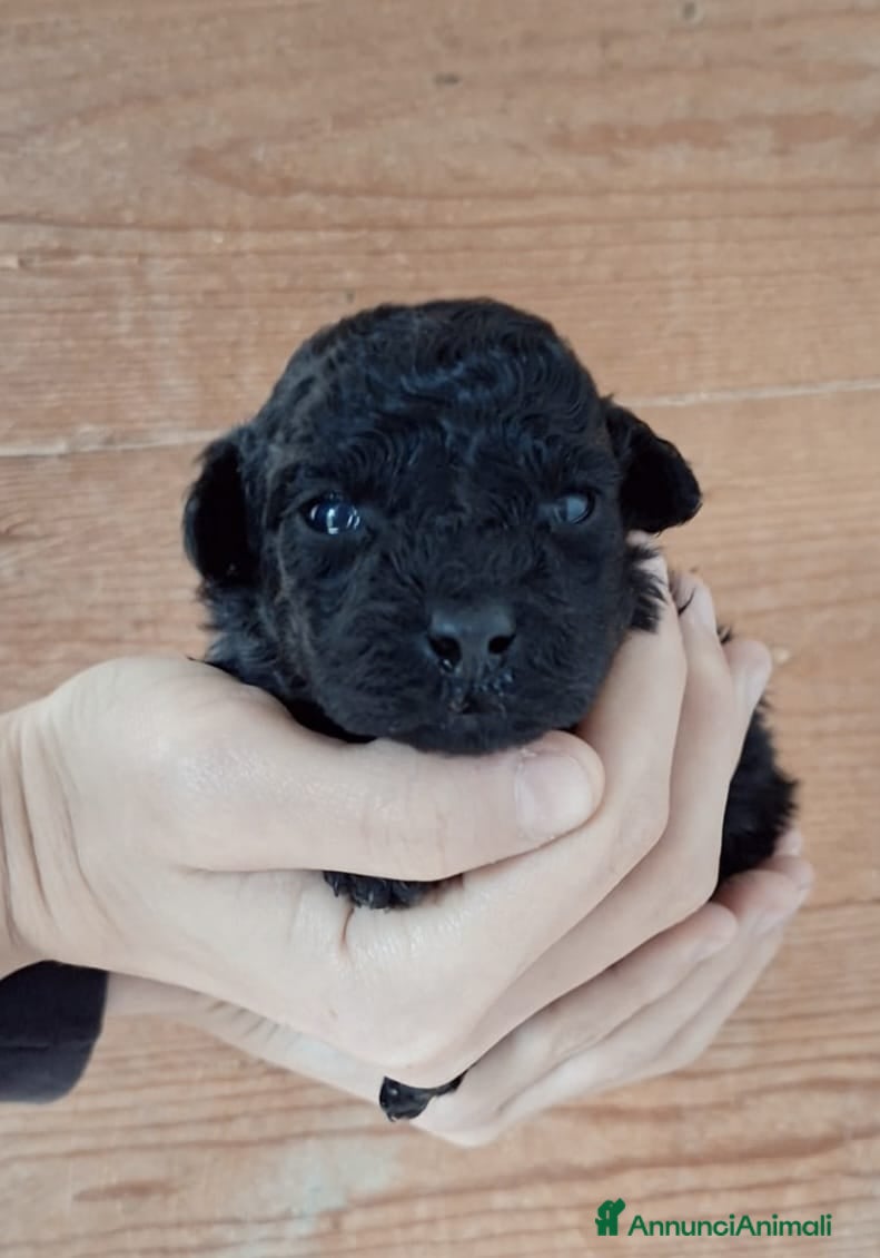 Barboncino Toy cani Cuccioli di Barboncino Toy Nero - Total Black - Annuncio 2