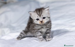 Siberiano gatti in vendita: Splendidi cuccioli gatto siberiano disponibili a Città Metropolitana di Torino - Immagine 8