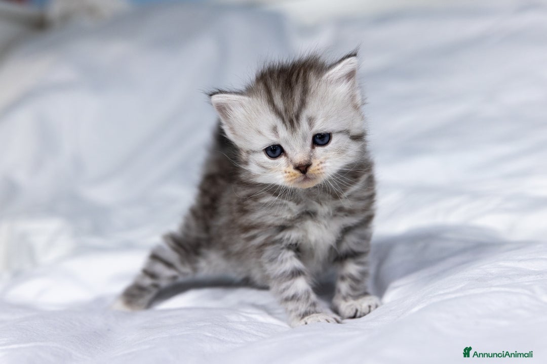 Siberiano gatti in vendita: Splendidi cuccioli gatto siberiano disponibili a Città Metropolitana di Torino - Immagine 8