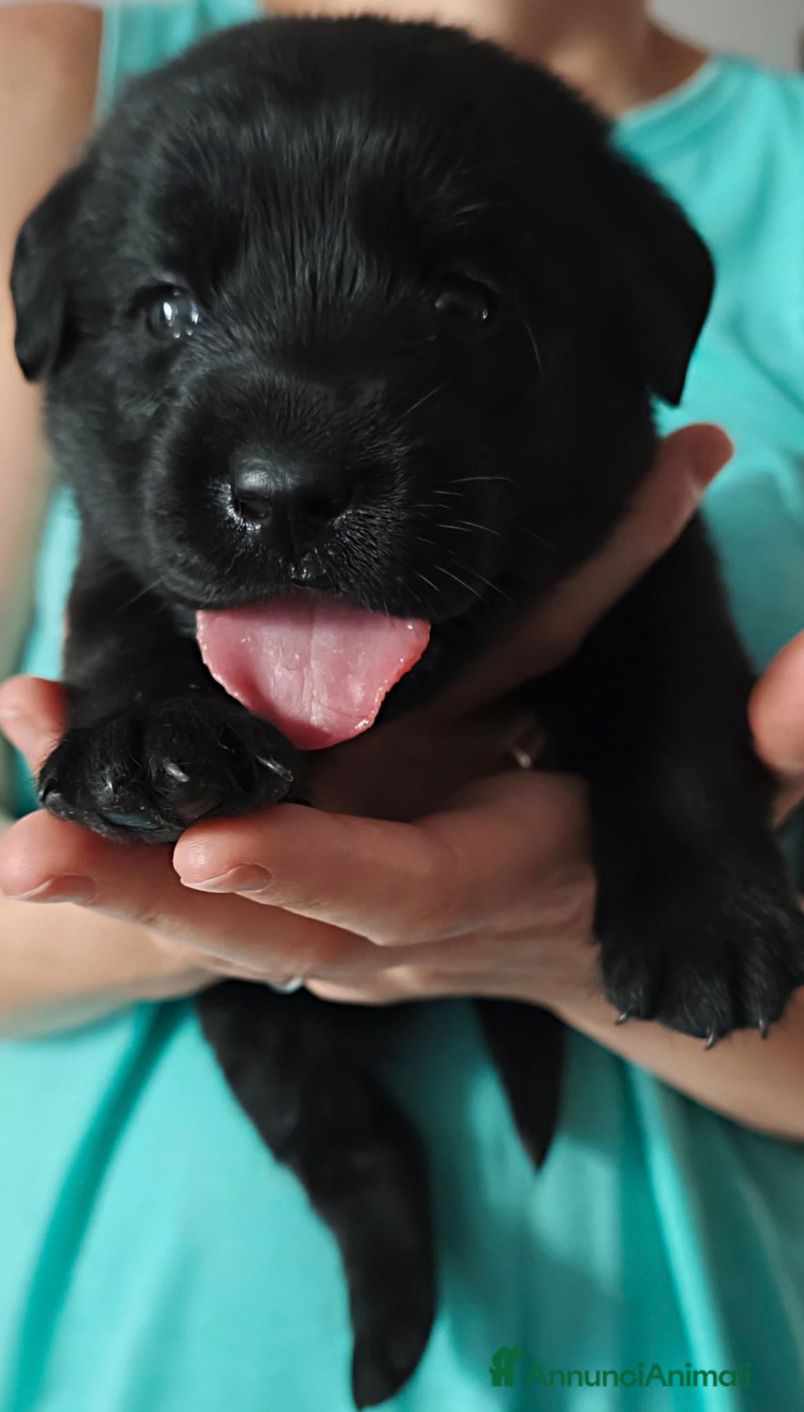 Labrador cani Cuccioli di Labrador retriever neri - Annuncio 1