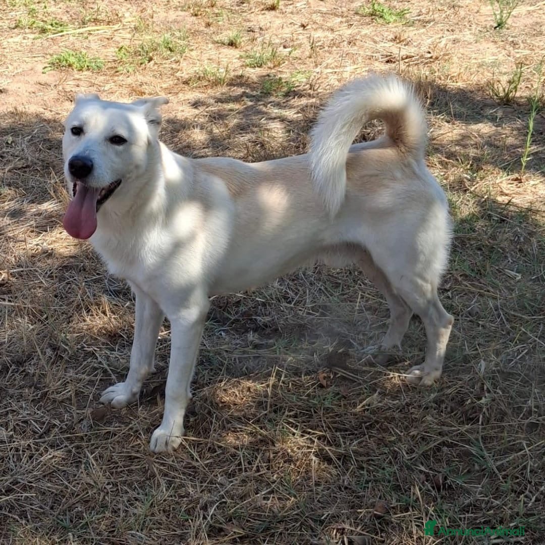 Meticcio cani in regalo: SHERLOCK 💙 -dolce cucciolone di cui innamorarsi😍 - Annuncio 4