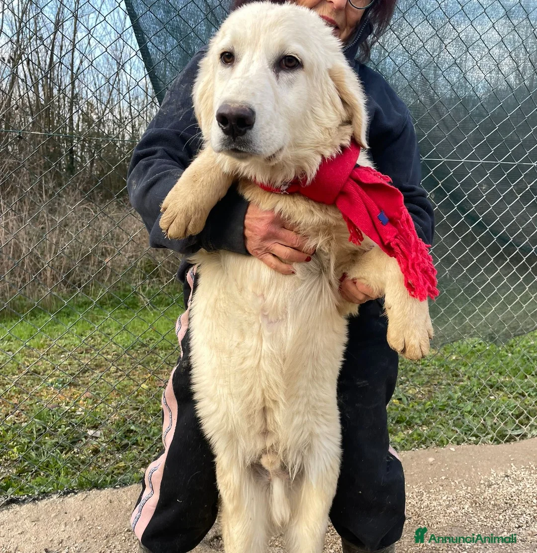 Meticcio cani in regalo: ADOTTA LUCKY a Ente di decentramento regionale di Udine - Annuncio 5
