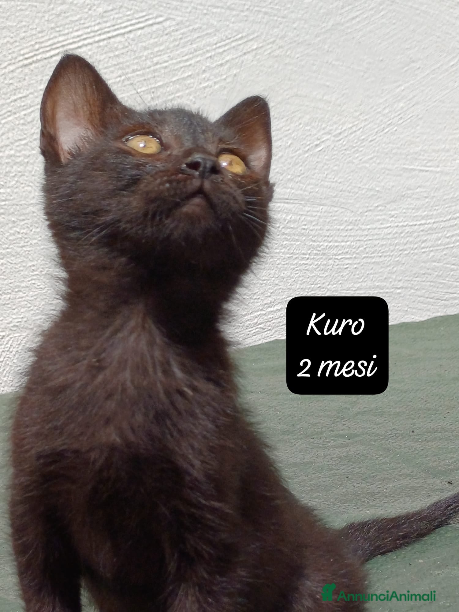Altre razze gatti in regalo: S.o.S. gattini da salvare  a Città Metropolitana di Bologna - Annuncio 9