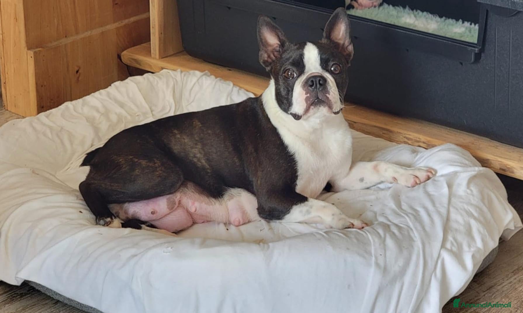 Boston Terrier cani Cucciolo maschio di Boston Terrier - Annuncio 5