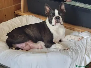 Boston Terrier cani Cucciolo maschio di Boston Terrier - Annuncio 1