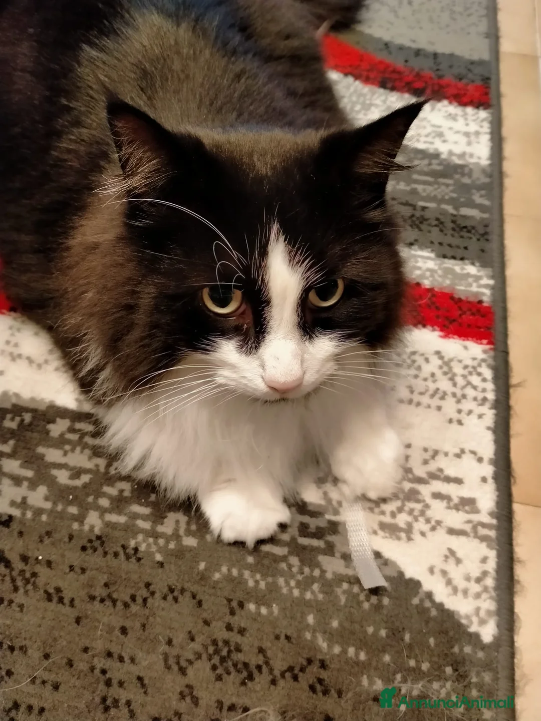 Norvegese gatti in regalo: Regalo gatto norvegese  - Annuncio 2