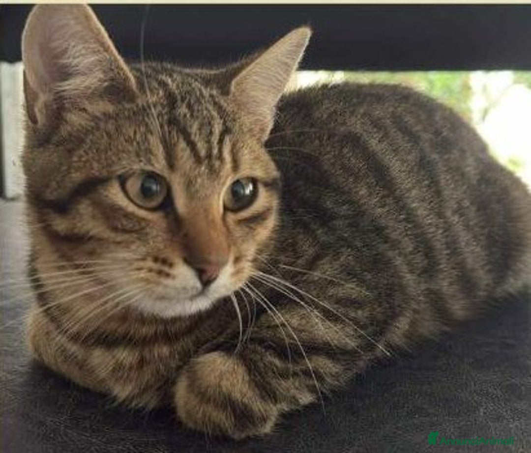 Europeo gatti in regalo: JIMMY, adorabile gattino in adozione! - Annuncio 4