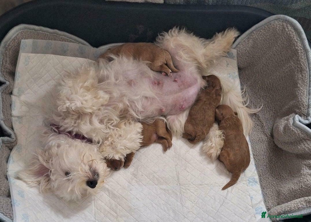 Meticcio cani in vendita: Bellissimi Maltipoo Mini F1 - Annuncio 21