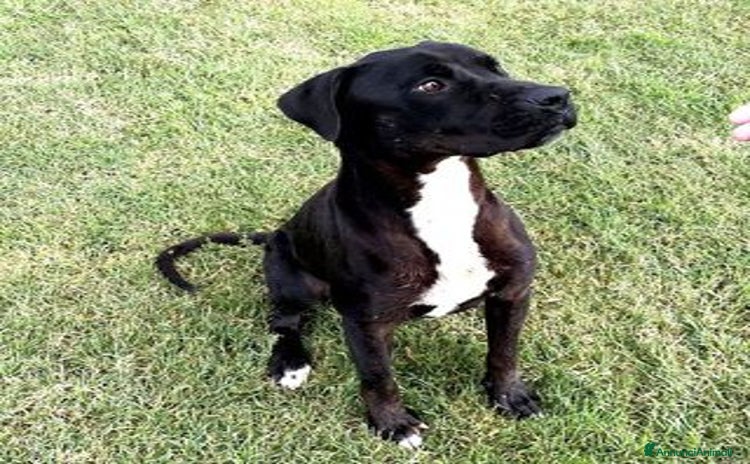 Labrador cani - Annuncio 5