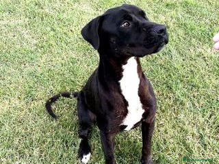 Labrador cani The king- cane nero mix labrador molosetto - Annuncio 16