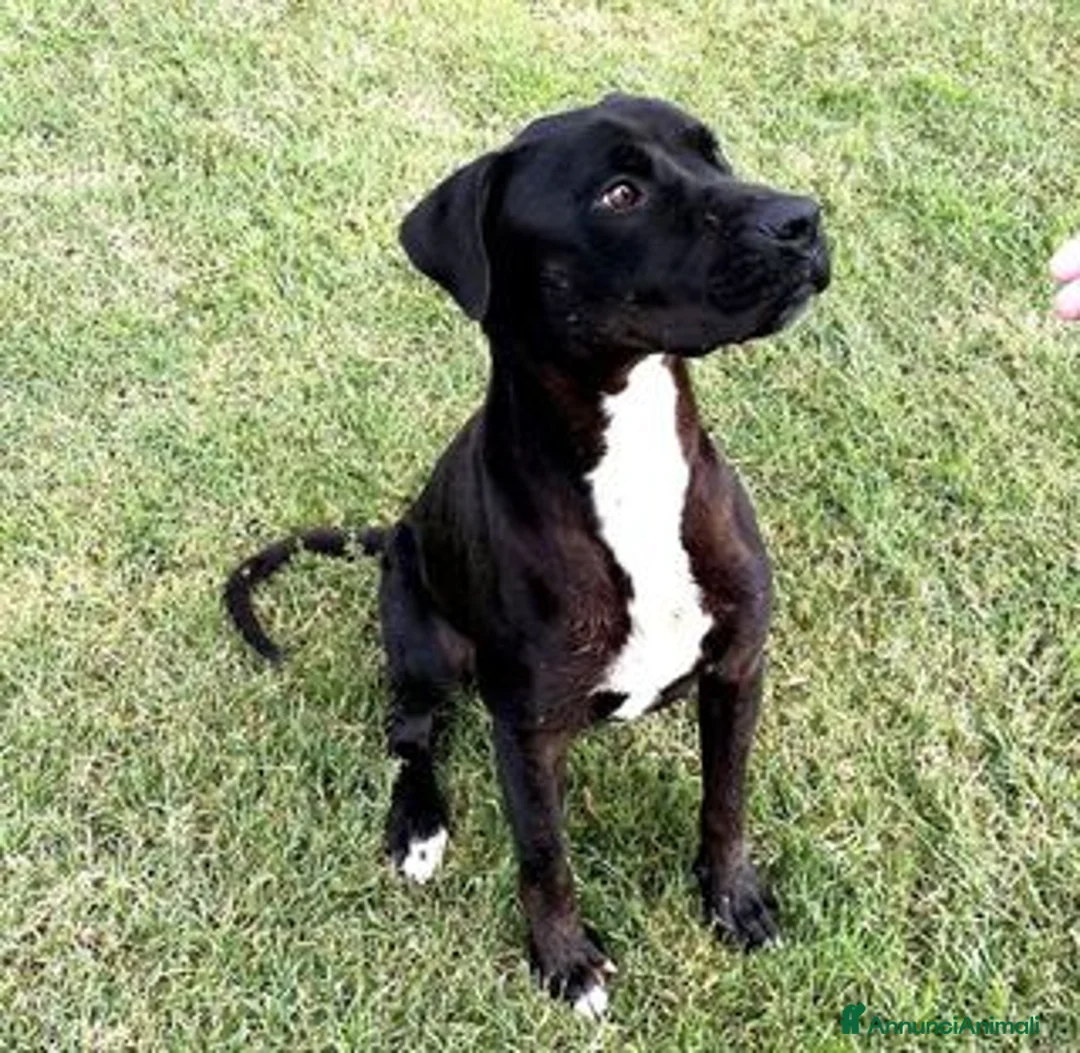 Labrador cani in regalo: The king- cane nero mix labrador molosetto  - Annuncio 1