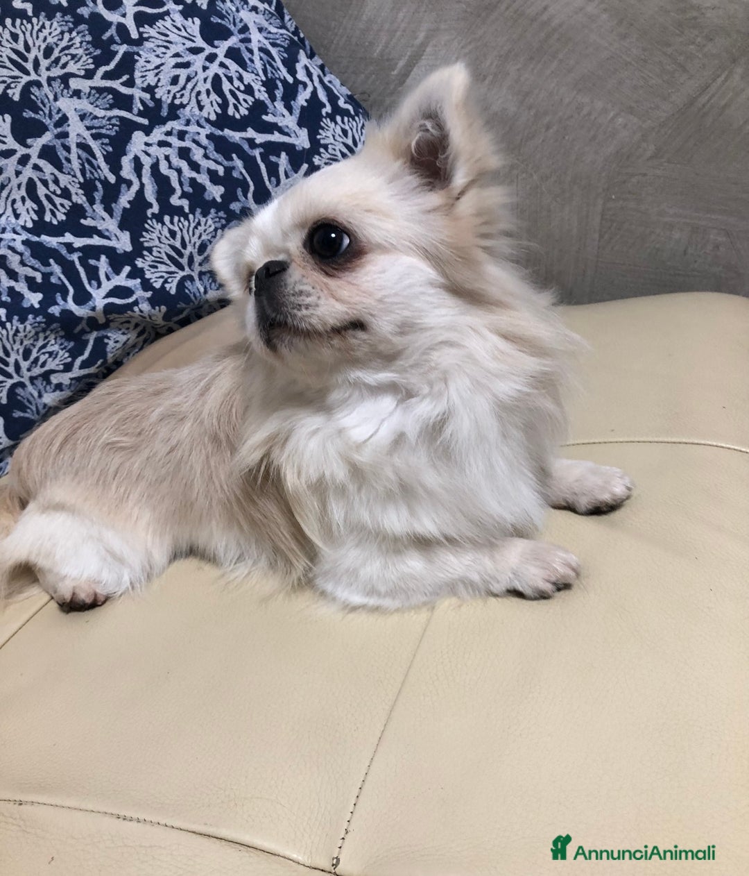 Chihuahua cani in vendita: Maschietto pelo lungo  - Annuncio 4