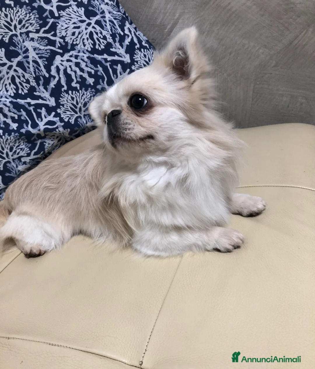 Chihuahua cani in vendita: Maschietto pelo lungo  - Annuncio 4