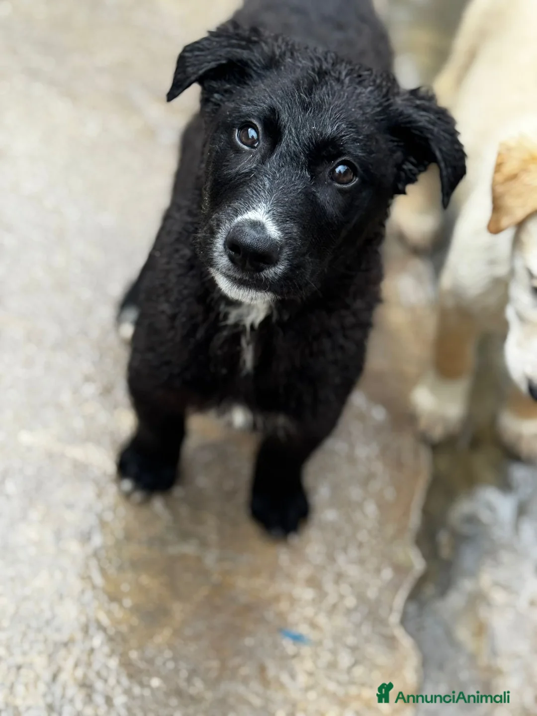 Meticcio cani in regalo: Rolly cucciola taglia medio grande  - Annuncio 2