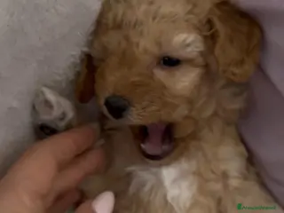 Barboncino cani Barboncino nano❤️ - Annuncio 5