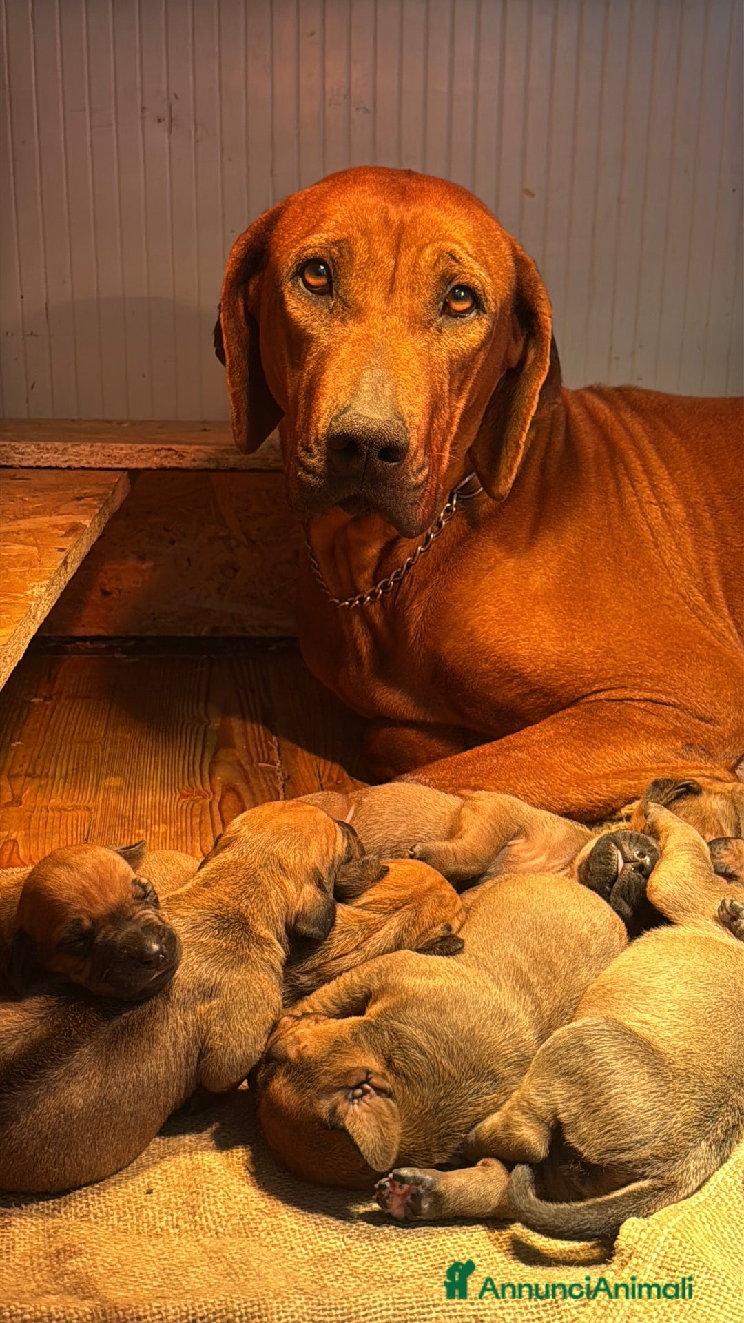 Rhodesian Ridgeback cani in vendita: Cuccioli di Rhodesian Ridgeback  - Annuncio 1
