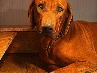 Rhodesian Ridgeback cani Cuccioli di Rhodesian Ridgeback - Annuncio 1