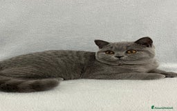British gatti in vendita: British shorthair cuccioli  a Provincia di Verona - Immagine 2